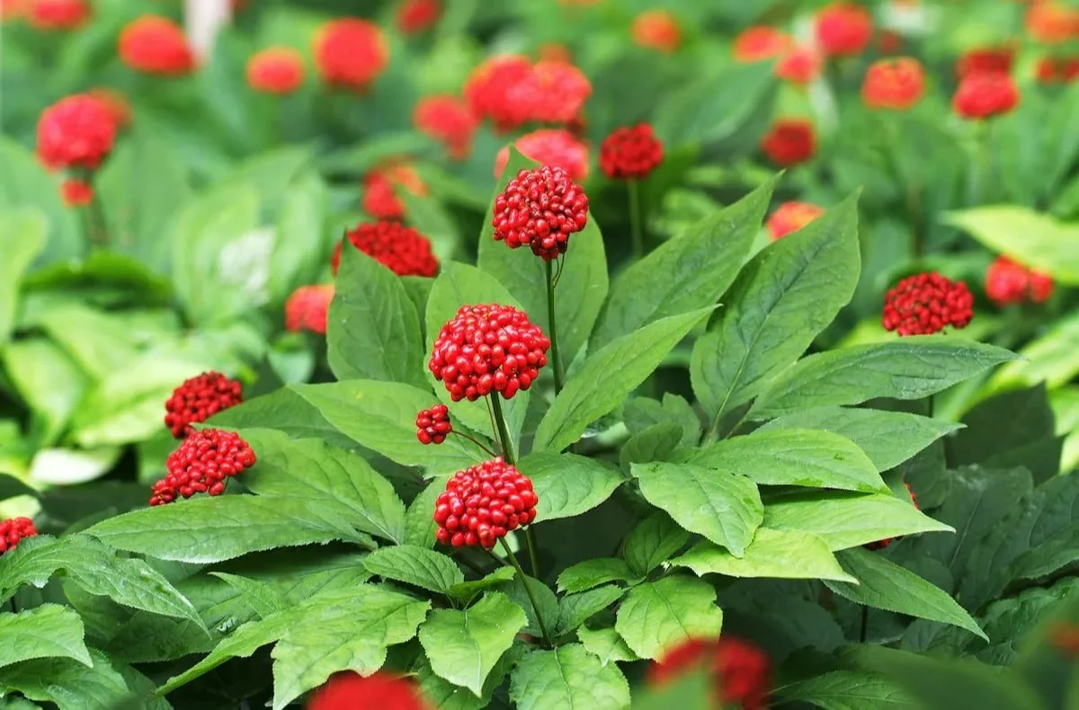 Ginseng